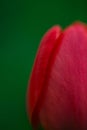 Bud of the red tulip. macro Royalty Free Stock Photo