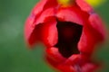 Bud of the red tulip. macro Royalty Free Stock Photo