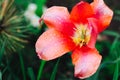 The bud of the red tulip opened Royalty Free Stock Photo