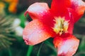 The bud of the red tulip opened. Royalty Free Stock Photo