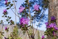 bud rhododendron or heather close-up in Altai mountains in spring.Mountain Altai, selective focus Royalty Free Stock Photo