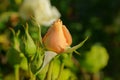 Bud of rose close up Royalty Free Stock Photo