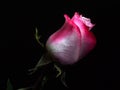 The Bud of a rose flower on a black background. The petals are white, pink and red Royalty Free Stock Photo