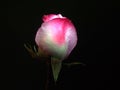 The Bud of a rose flower on a black background. The petals are white, pink and red Royalty Free Stock Photo
