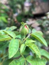 Bud rose flower Royalty Free Stock Photo