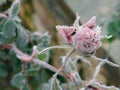 Bud of a rose flower completely frozen during sunrise on a winter day Royalty Free Stock Photo