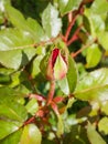 Bud rose flower and green background Royalty Free Stock Photo