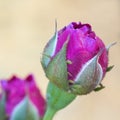 The bud of the rose gallica Cardinal de Richelieu, promising a beautiful dark purple flower of this rose variety