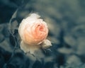 Bud of a rose in water drops Royalty Free Stock Photo