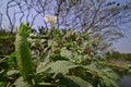 Bud of Sacred Datura flower about to bloom, India.
