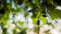 Spring birch buds on a tree branch.Tree blossoming. Royalty Free Stock Photo