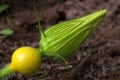 Bud of squash flower, closeup Royalty Free Stock Photo