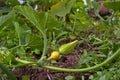 Bud of squash flower in the garden Royalty Free Stock Photo