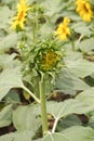 Bud sunflower Royalty Free Stock Photo