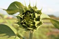 Bud of sunflower