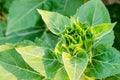 Bud Sunflower Royalty Free Stock Photo