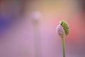 Bud about to burst flower