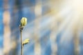 A bud on a tree branch in a sunny spring forest Royalty Free Stock Photo