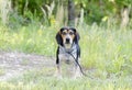 Beagle hound rabbit dog