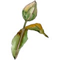 Bud tulip flower with green leaf. Isolated tulip illustration element. Watercolor background illustration set. Royalty Free Stock Photo