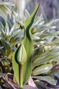 A bud of a tulip with a leaf Royalty Free Stock Photo