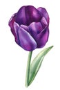 Bud tulip on a white background. Spring flower. Watercolor illustration. Purple tulips Royalty Free Stock Photo