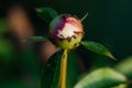 Bud of an unopened burgundy peony in a summer garden, ants on top. Royalty Free Stock Photo