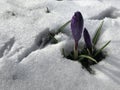 A Bud of unopened lilac crocuses in a white snowdrift with traces of birds.