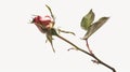 Bud of an unopened red rose on a gray background