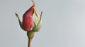 Bud of an unopened red rose on a gray background