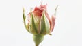 Bud of an unopened red rose on a gray background