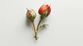 Bud of an unopened red rose on a gray background