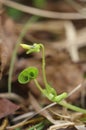 Bud of viola biflora, the arctic yellow violet Royalty Free Stock Photo