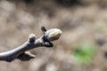 Bud on walnut twig tree in spring season