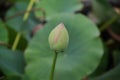 Bud of a water lily almost ready to bloom with lily pods in the background.