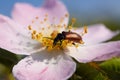 Bud weevil beetle on a pink flower