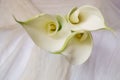 Beautiful flowers - Bud white Calla Lily; Zantedeschia Aethiopica Royalty Free Stock Photo