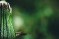 Bud of white flower isolated on green natural background. Water drops on plant