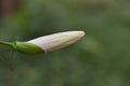 bud of white hibiscus flower Royalty Free Stock Photo