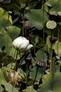Bud Of White Lotus Flower Close Up.