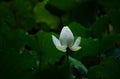 A bud of white lotus flower, Kyoto Japan. Royalty Free Stock Photo