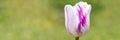 The bud of a white purple tulip flower in full bloom close up against a background of blurred green grass. space for text. banner. Royalty Free Stock Photo