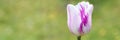 the bud of a white purple tulip flower in full bloom close up against a background of blurred green grass. space for text. banner. Royalty Free Stock Photo