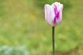 the bud of a white purple tulip flower in full bloom close up against a background of blurred green grass. space for text. Royalty Free Stock Photo
