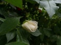 Bud of white rose in the garden in spring Royalty Free Stock Photo