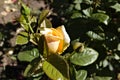 A bud of a white rose surrounded by leaflets.