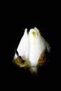 Bud of white waterlily Royalty Free Stock Photo