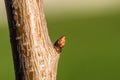 Bud on wild cherry stem, closeup