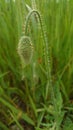 Bud of wild poppy flower Royalty Free Stock Photo