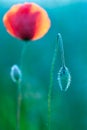 Bud of wild poppy flower Royalty Free Stock Photo